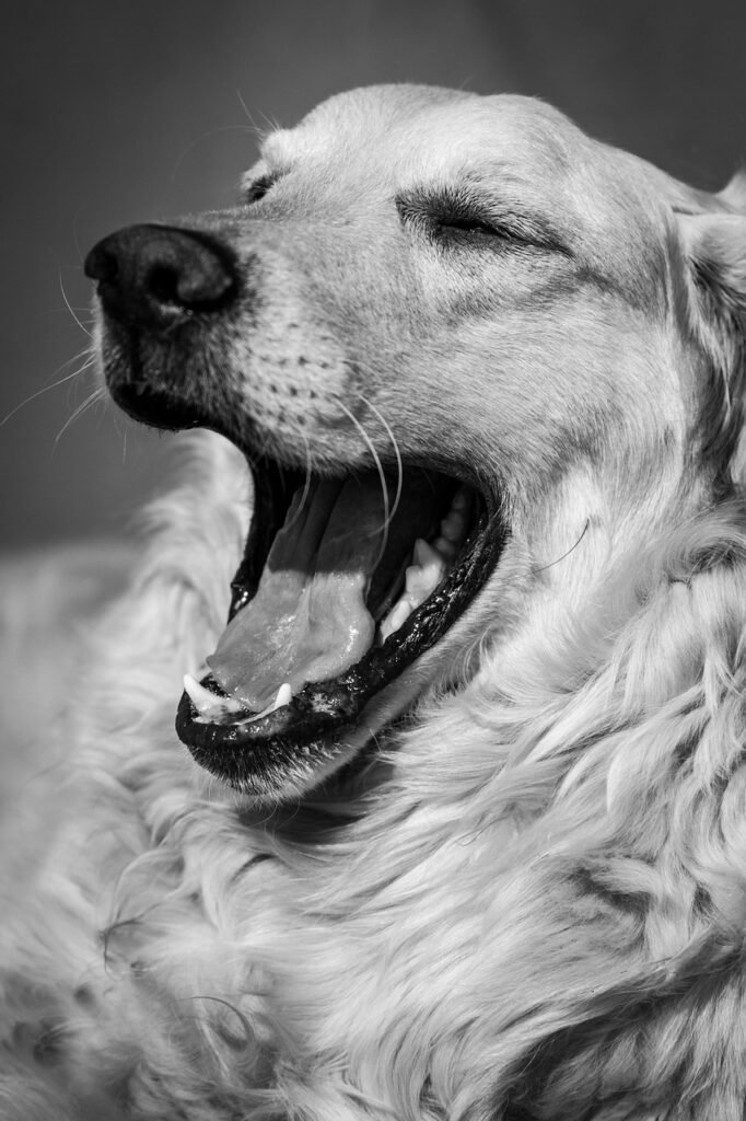 dog, yawn, black white-857503.jpg